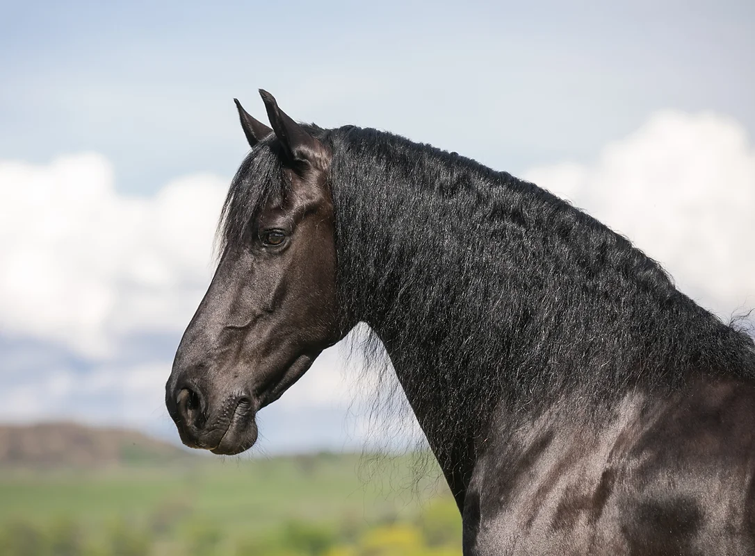 Anja Friesian Stallion